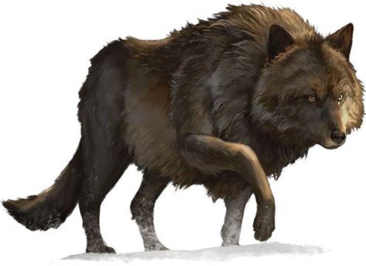 Can a human ride a dire wolf 5e?
