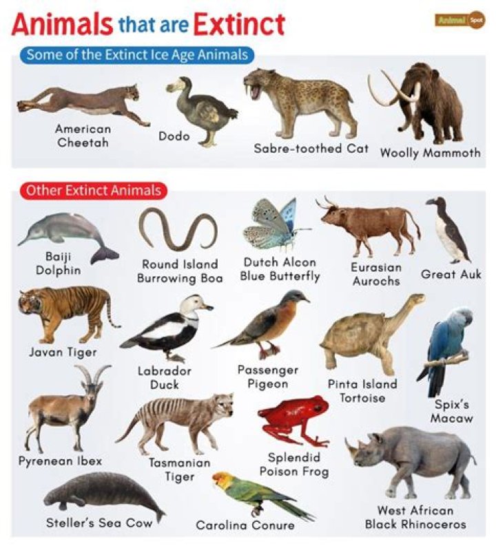 Can an animal live without breathing?