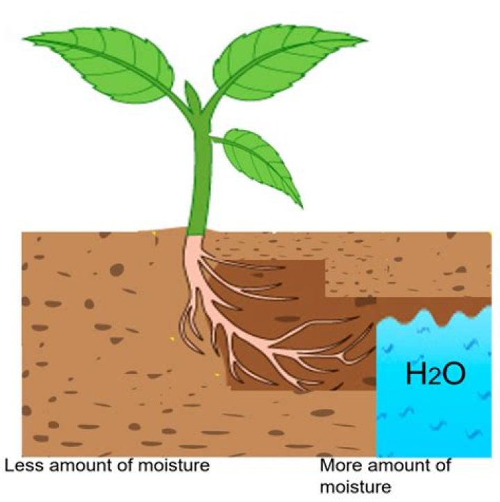 Can plants absorb positive energy?