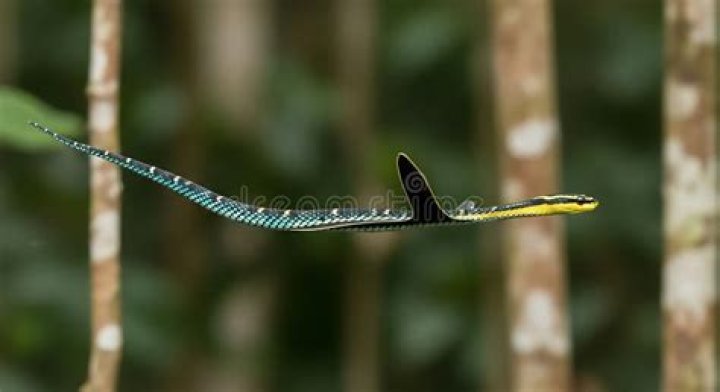 Can you have a flying snake as a familiar?