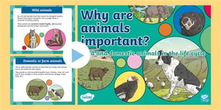What are non companion animals?