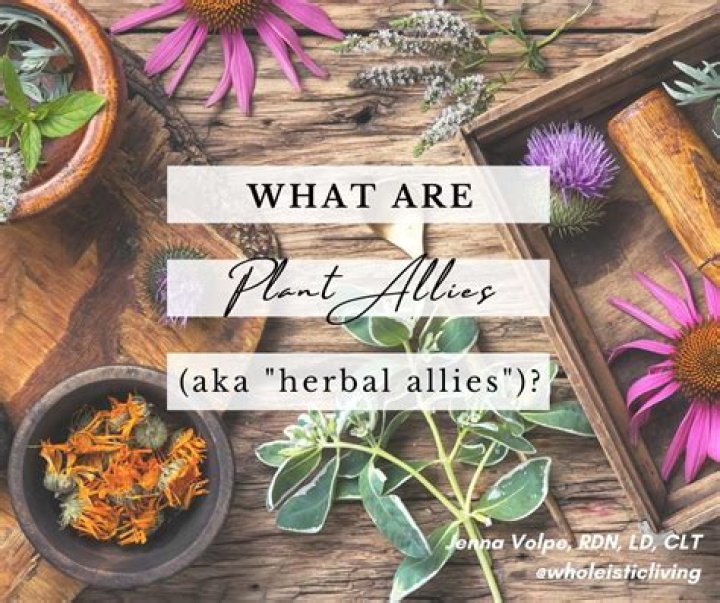 What are plant Allies?