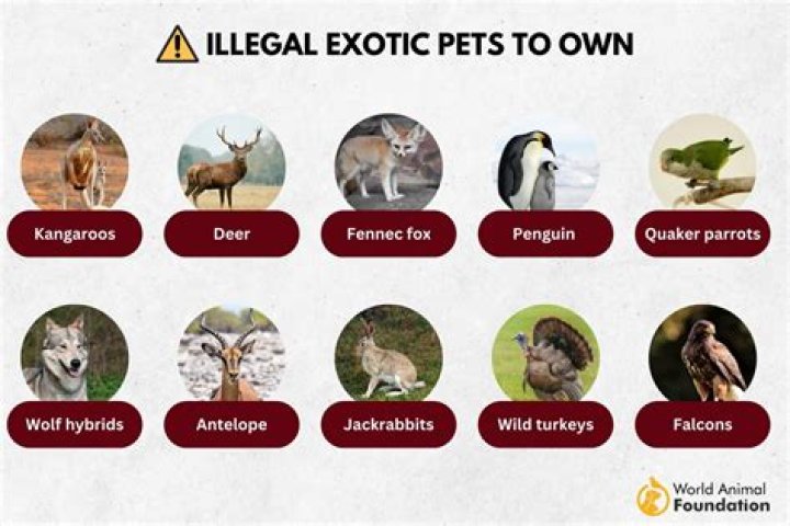 What are some unique requirements of exotic companion pets?