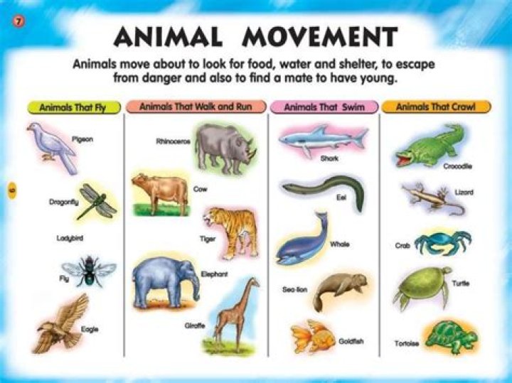 What are the movements of animals?