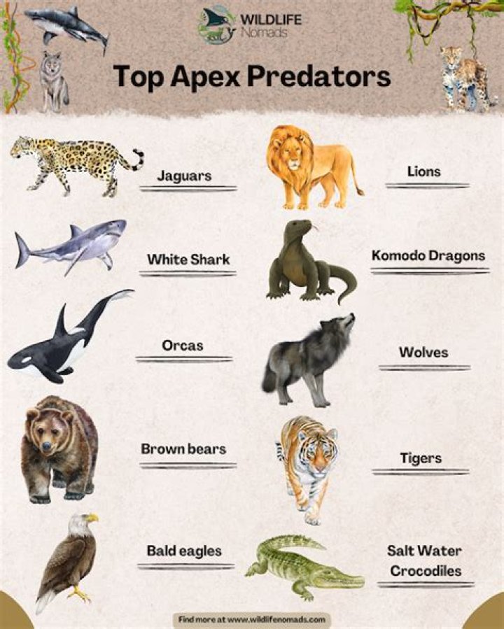 What is the most apex predator?