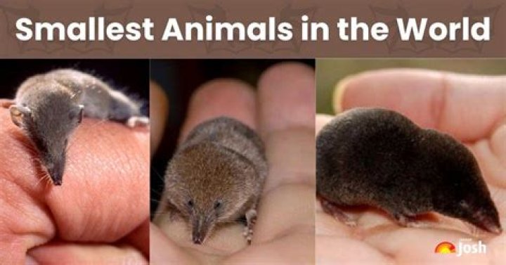 What is the smallest deadly creature?